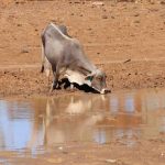 Water For Cattle